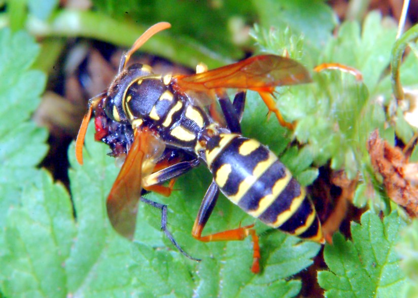 Polistes gallicus